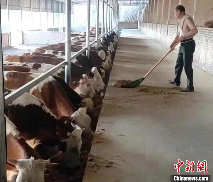 馬騰飛預(yù)計(jì)，2025年合作社擁有肉牛數(shù)量將達(dá)到1000余頭?！●R騰飛 攝