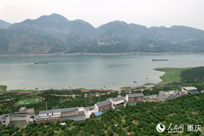 三沱村正以“三峽橙莊”建設(shè)為契機(jī)，描繪鄉(xiāng)村振興新圖景。人民網(wǎng)記者 劉政寧攝