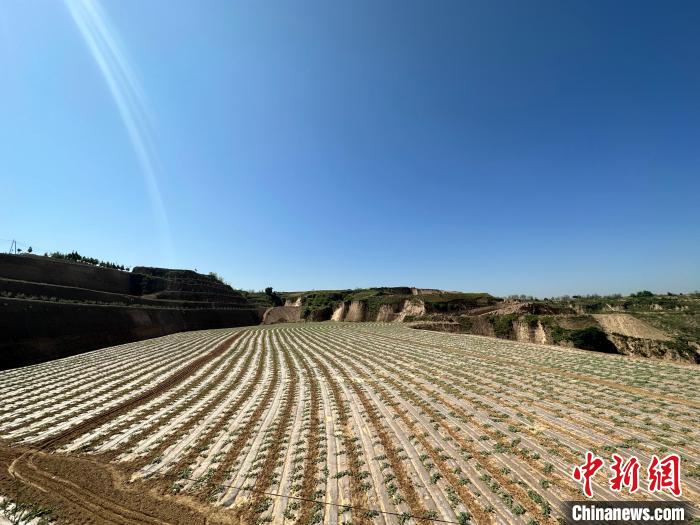 石西素有“西瓜之鄉(xiāng)”之美譽(yù)，這里土壤肥沃、晝夜溫差大，孕育出的西瓜脆爽、汁多、超甜?！⑿〖t 攝
