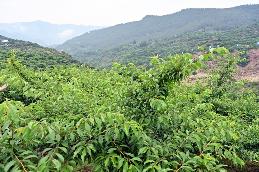 柑園村漫山遍野的脆李樹。鄒樂攝