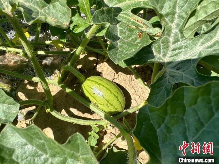 14日，記者在合作社的百畝西瓜地里，看著一個(gè)個(gè)如雞蛋般大小的西瓜，正“享受”著太陽(yáng)的炙烤?！⑿〖t 攝